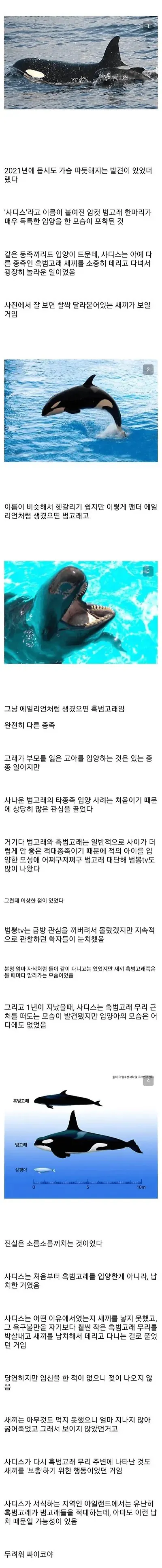 암컷 범고래가 다른 종족 고래를 입양한 이유.webp