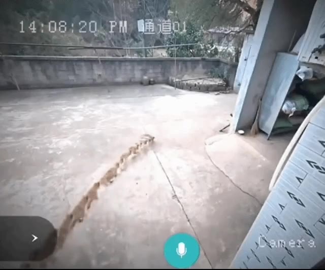 중국 CCTV 근황