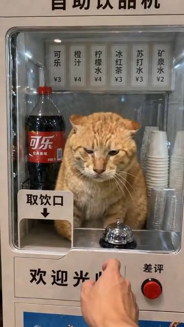 냥아치 콜라 자판기