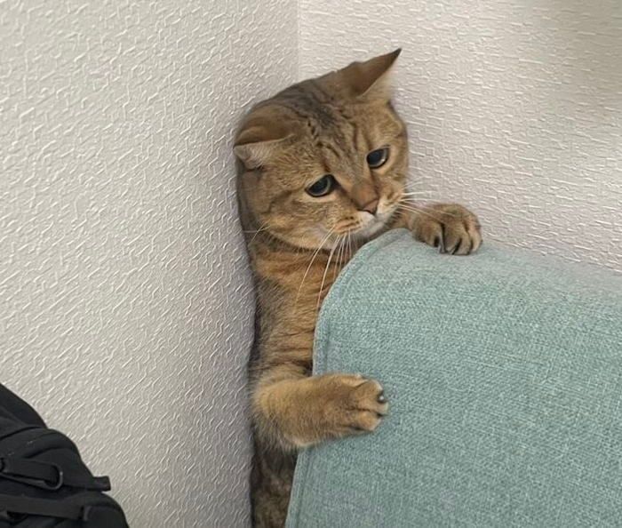 배 나온 고양이의 절망2.jpeg