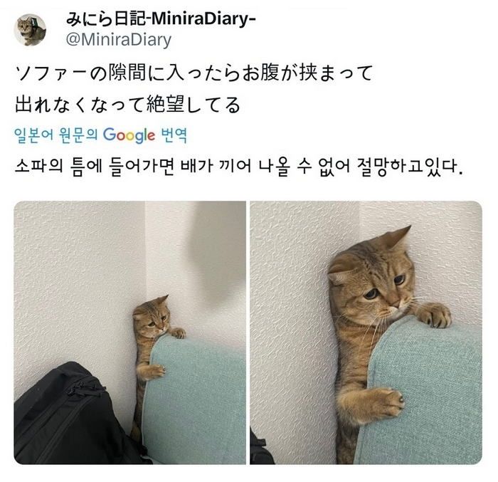 배 나온 고양이의 절망.jpeg
