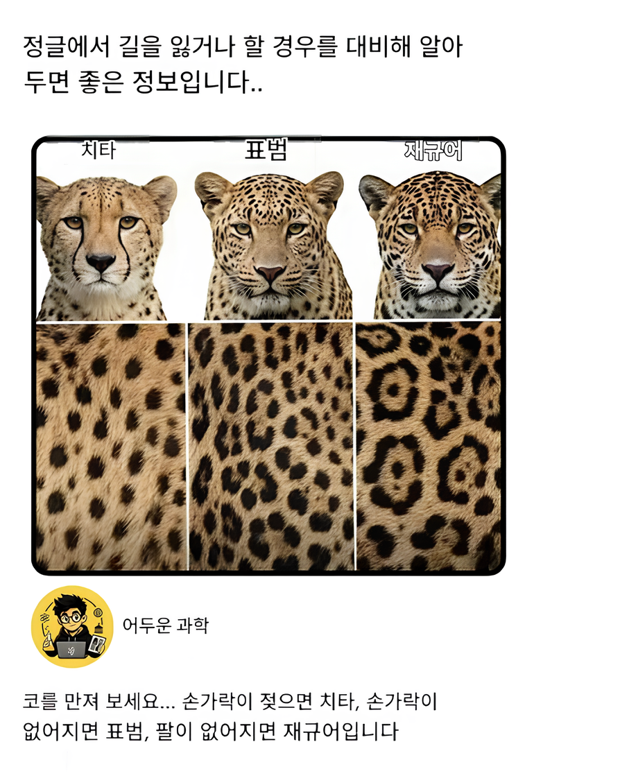 정글.png