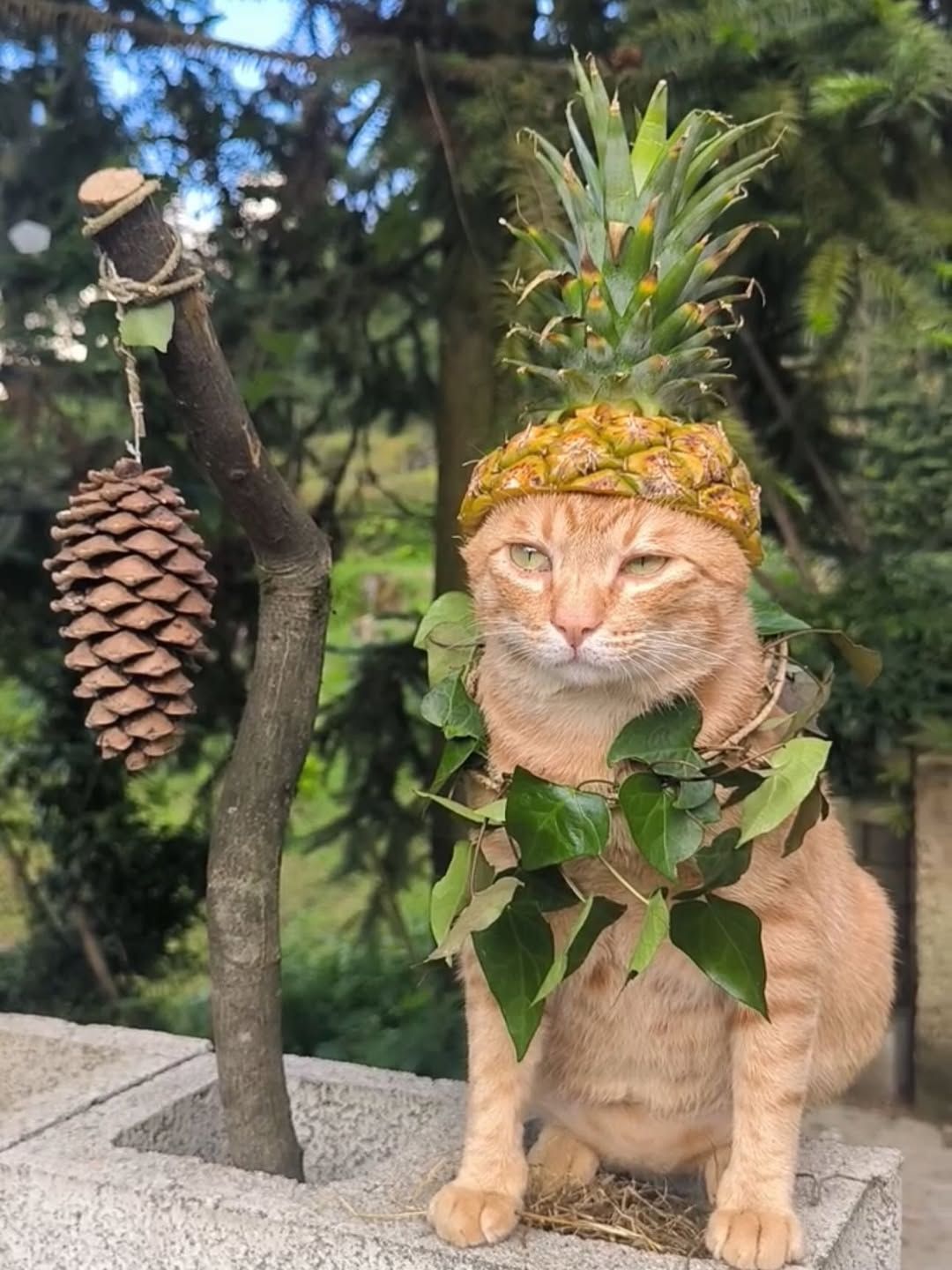 cutiecheonsa_DaHhl8_mByd_1.jpg