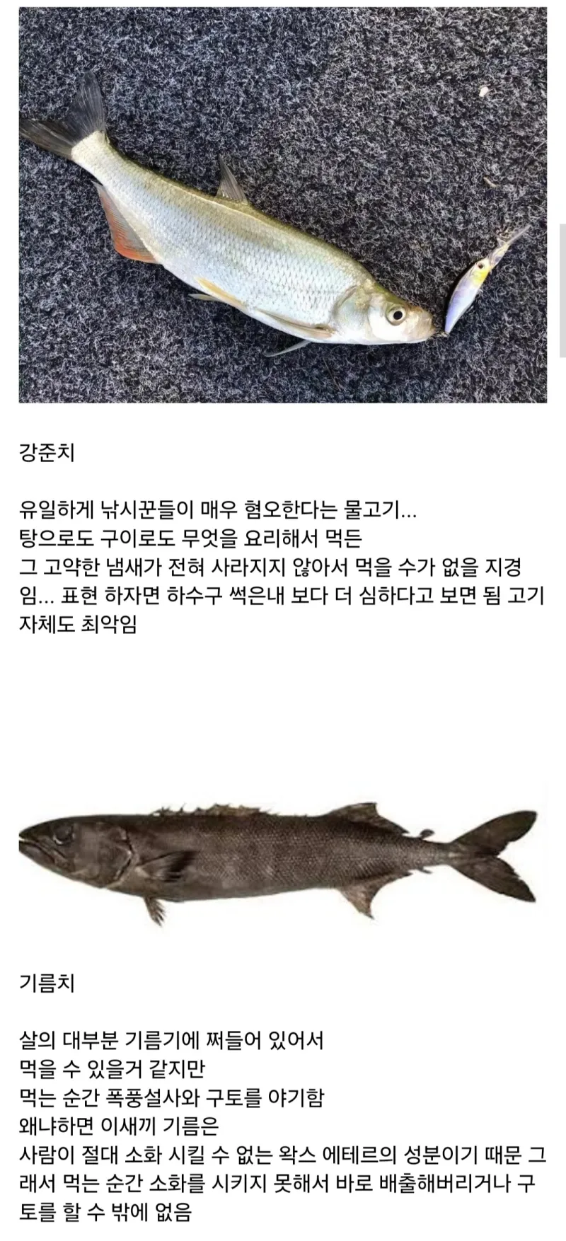 최악의 맛을 가졌다는 물고기.webp