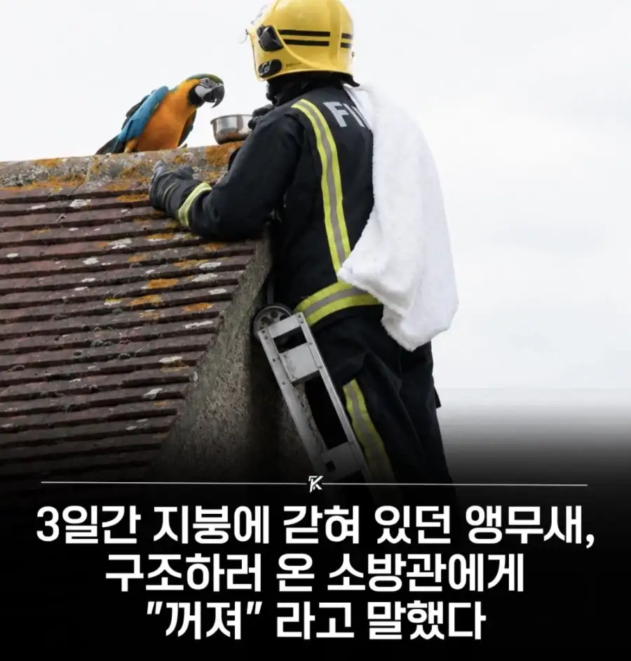 75793239_19f20d5238548503c.webp