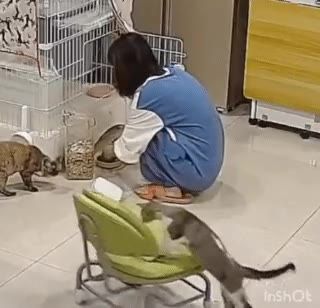 쭈그려 앉아서 일하는 주인을 본 냥이
