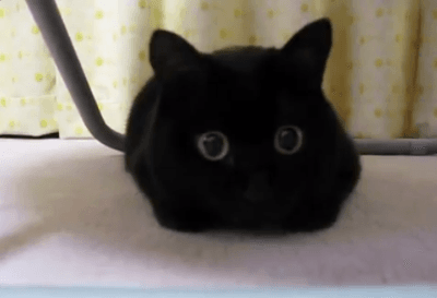 냥중의냥 검은고냥이12.jpg