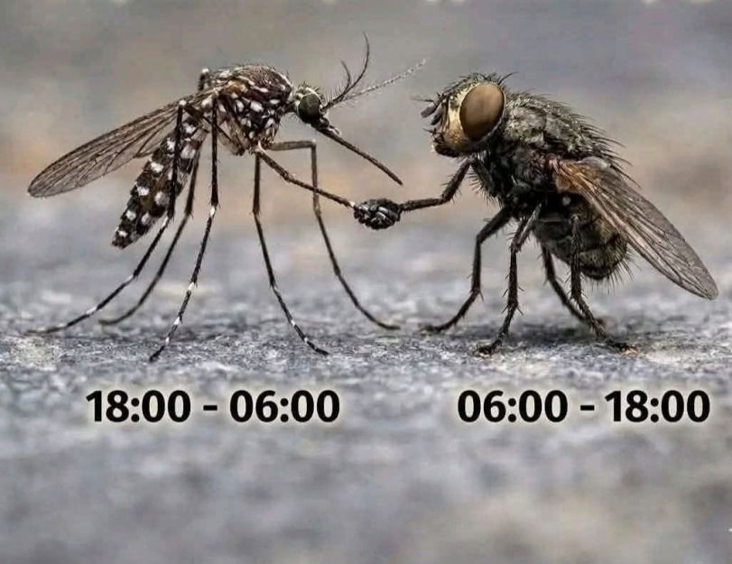 mosquitos-insect-9397210.jpeg