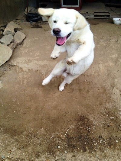 항상 신이 나있는 시고르잡종4.jpg