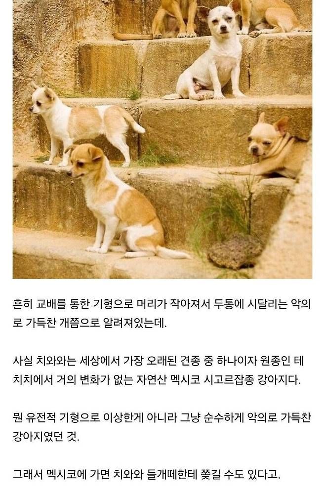 치와와의 엄청난 진실.jpg