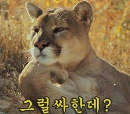 img.jpg