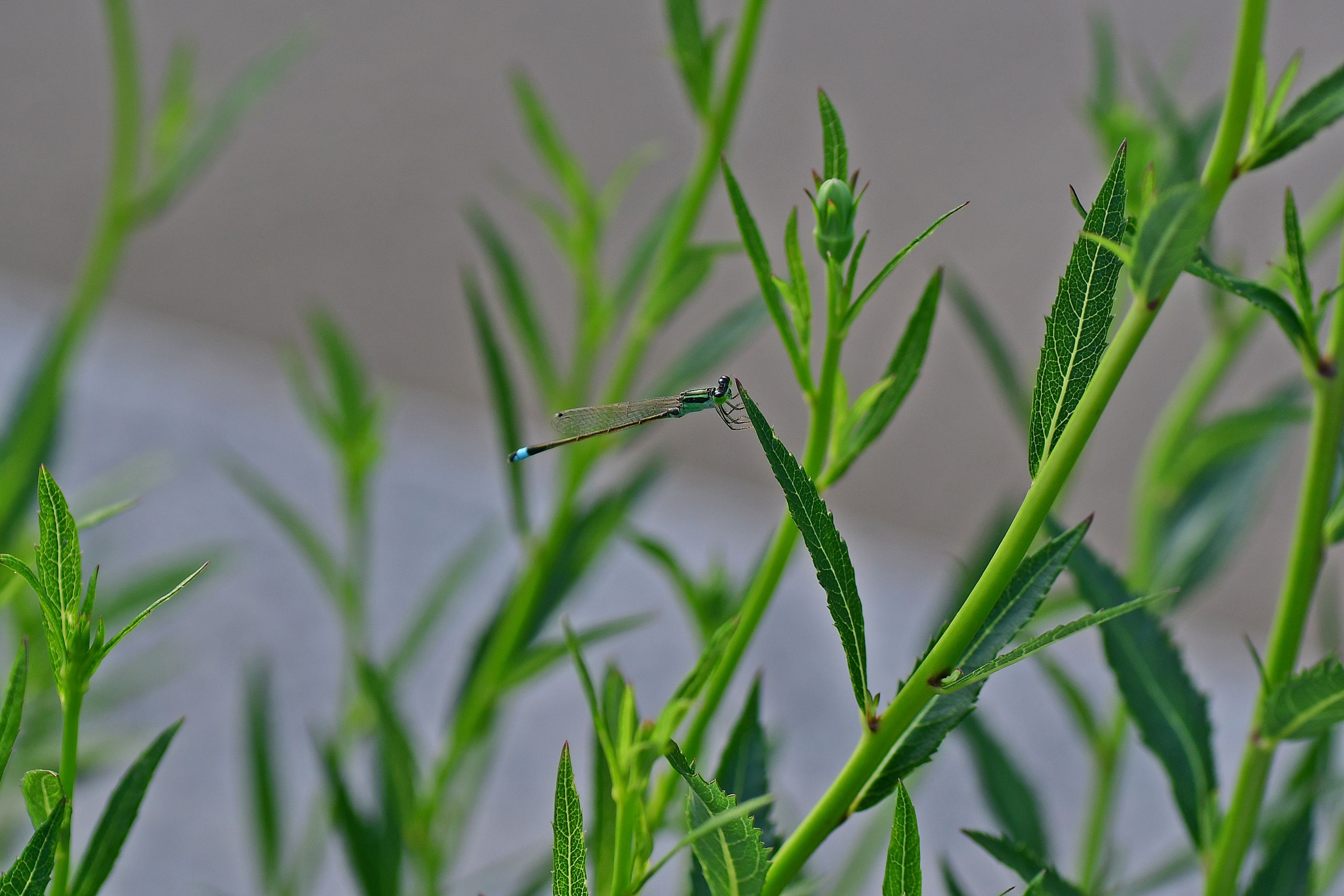 DSC_3102.JPG