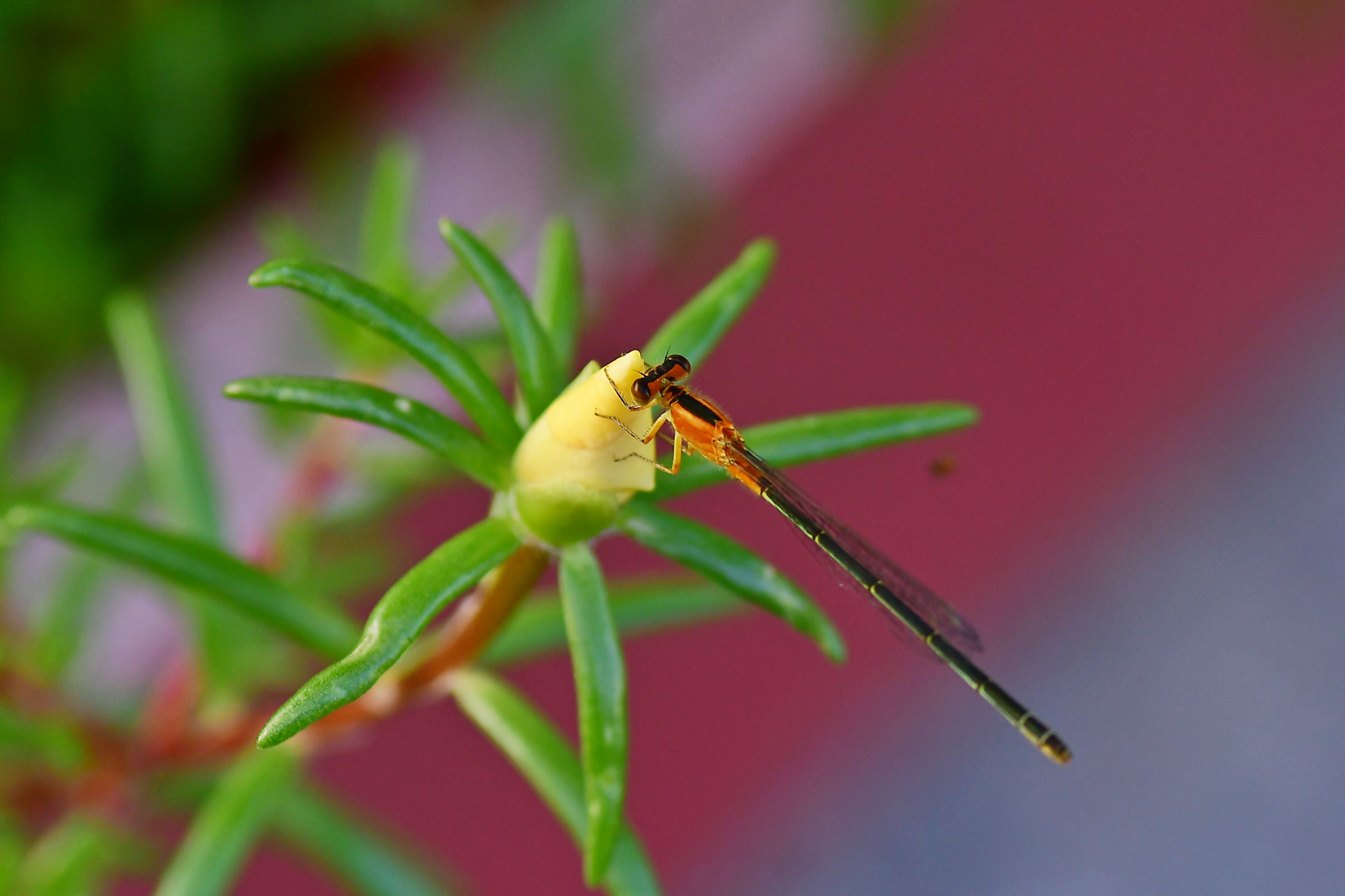 DSC_3153.JPG