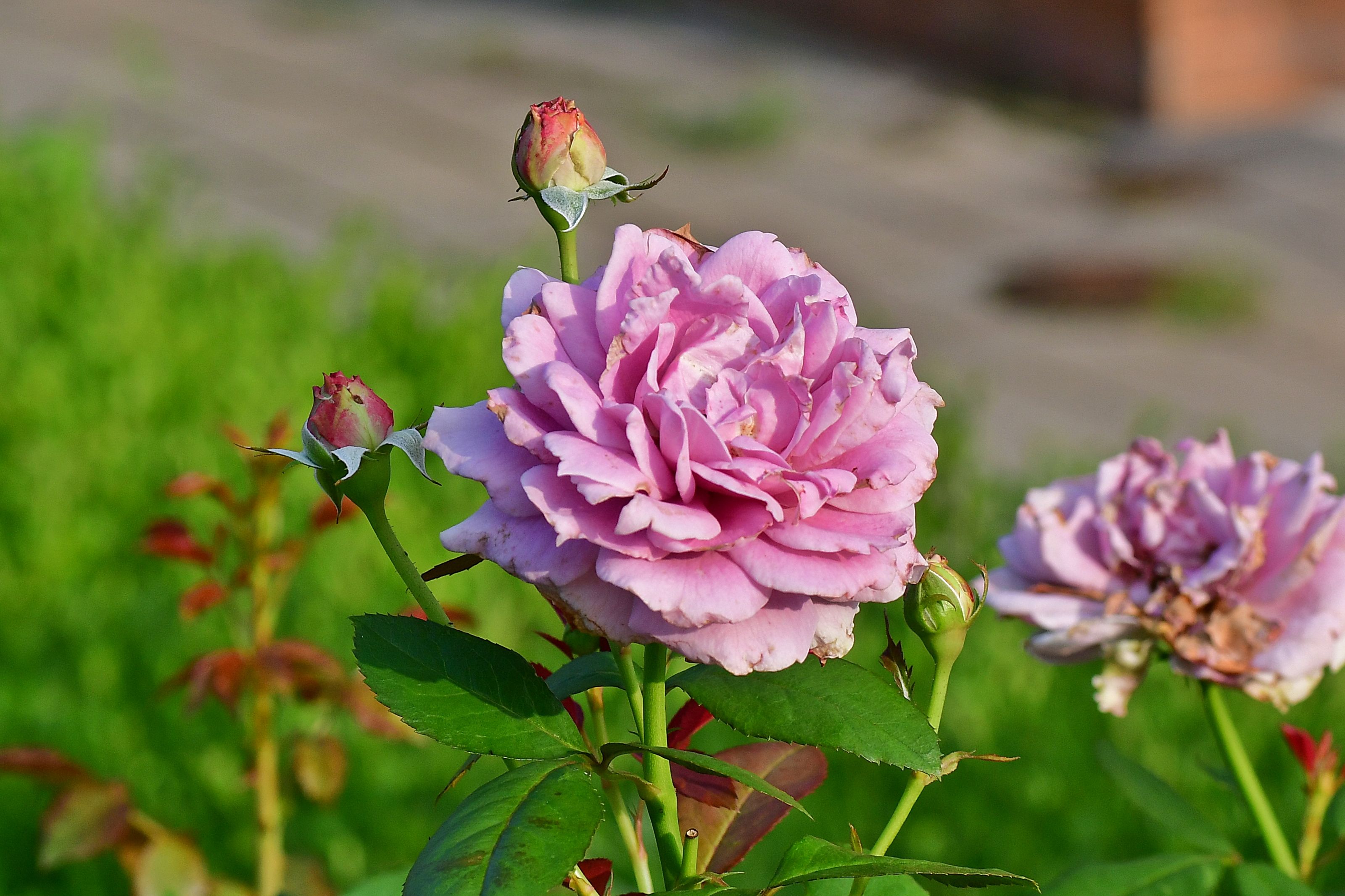 DSC_3110.JPG
