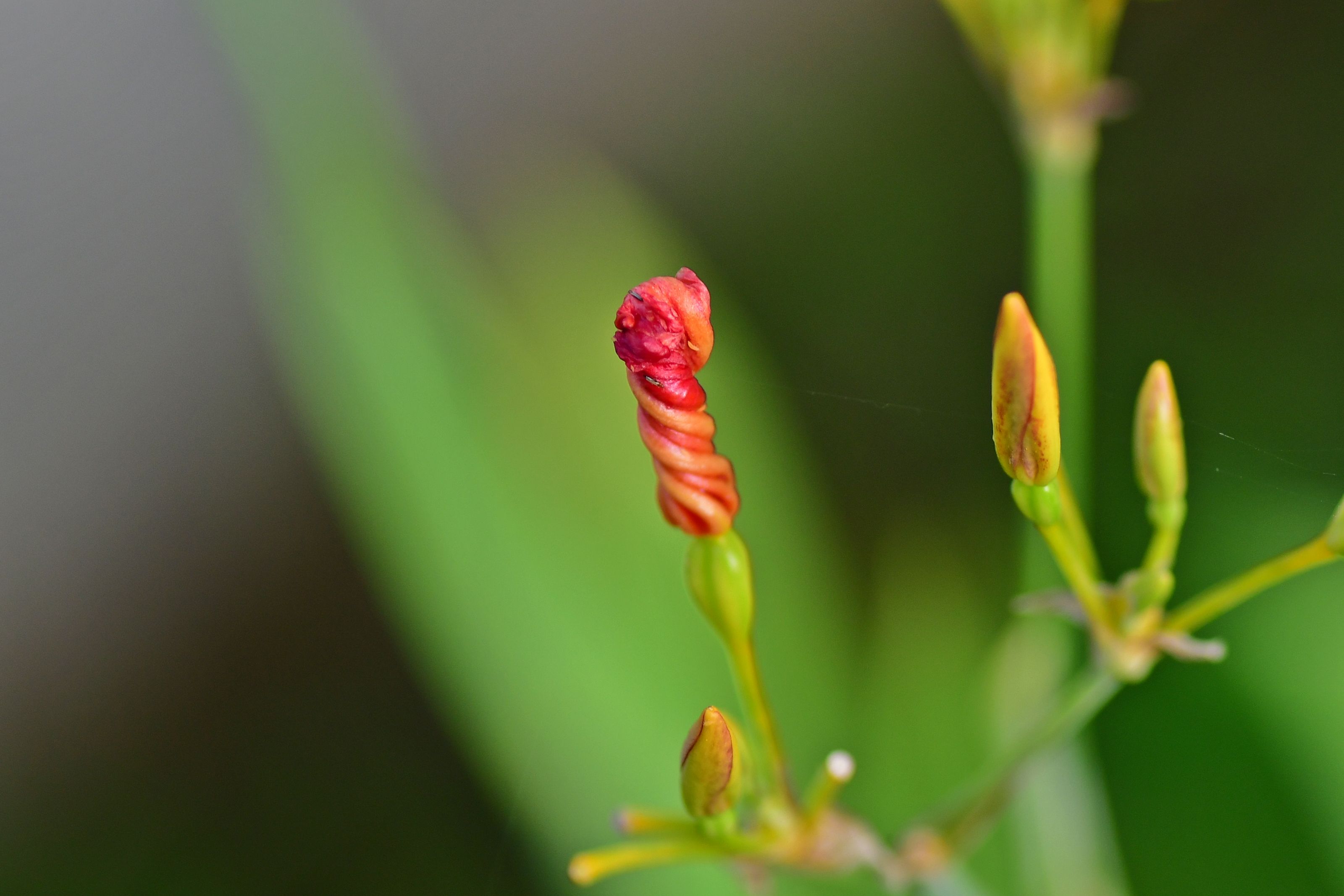 DSC_3091.JPG