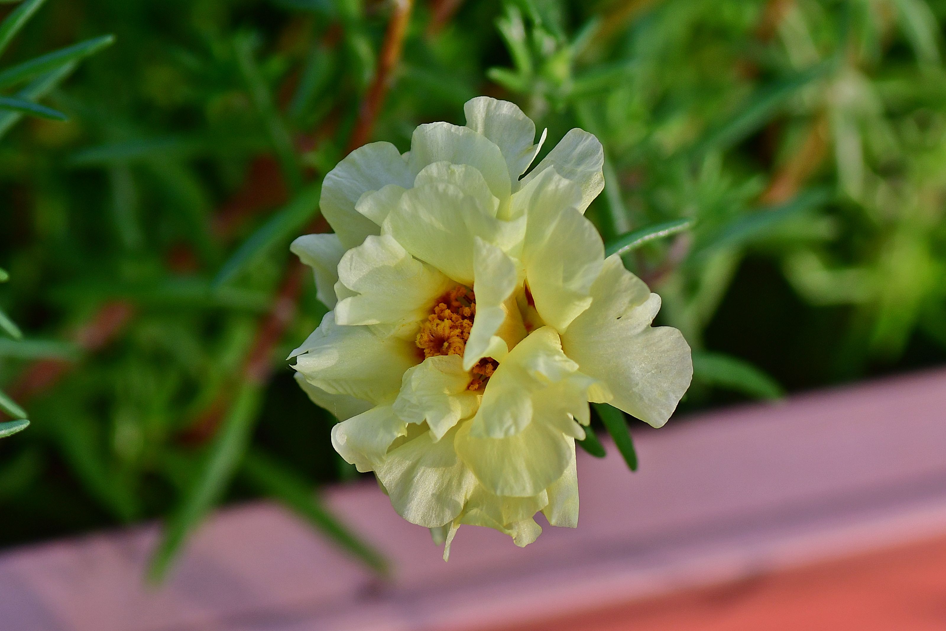 DSC_3157.JPG