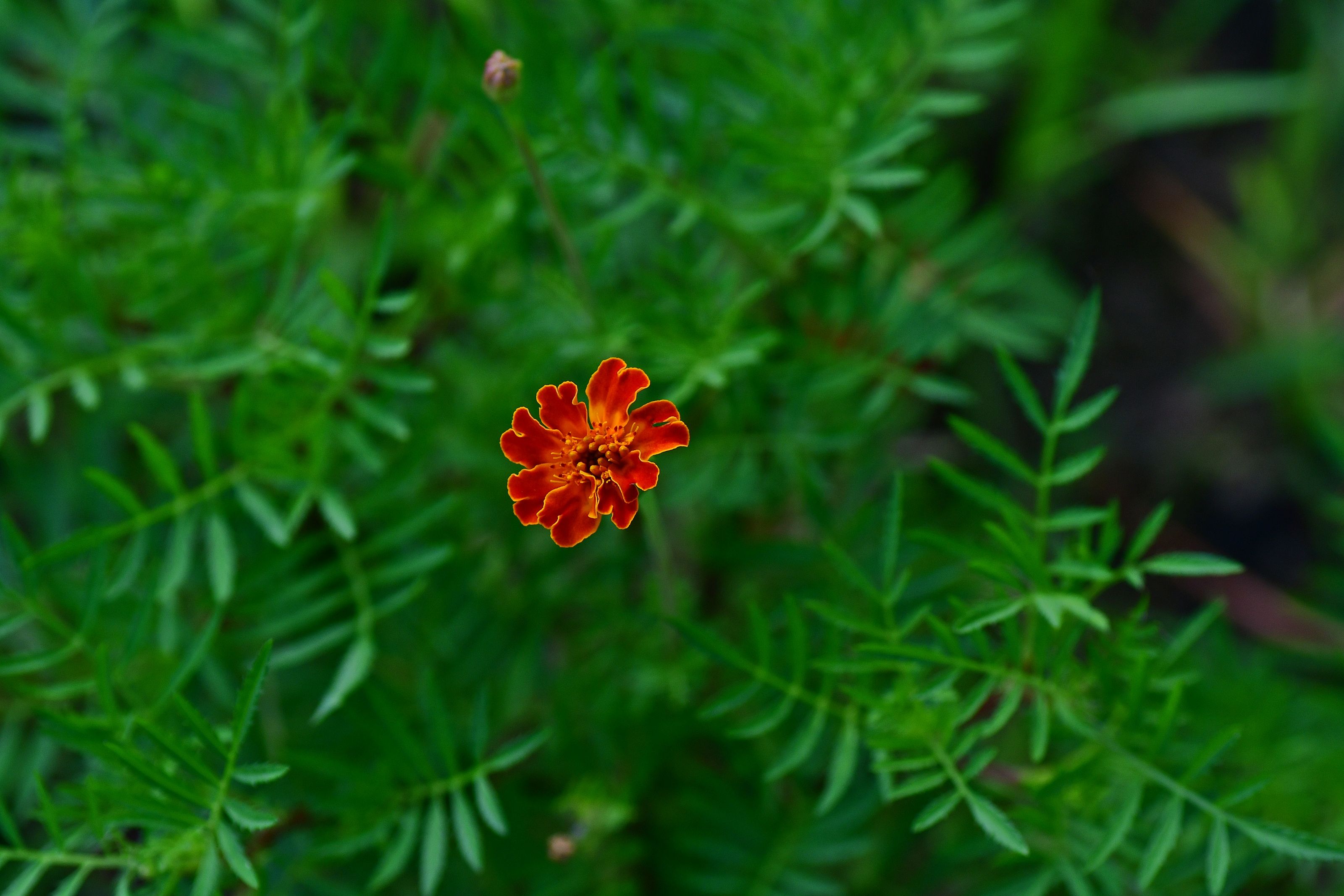 DSC_3162.JPG