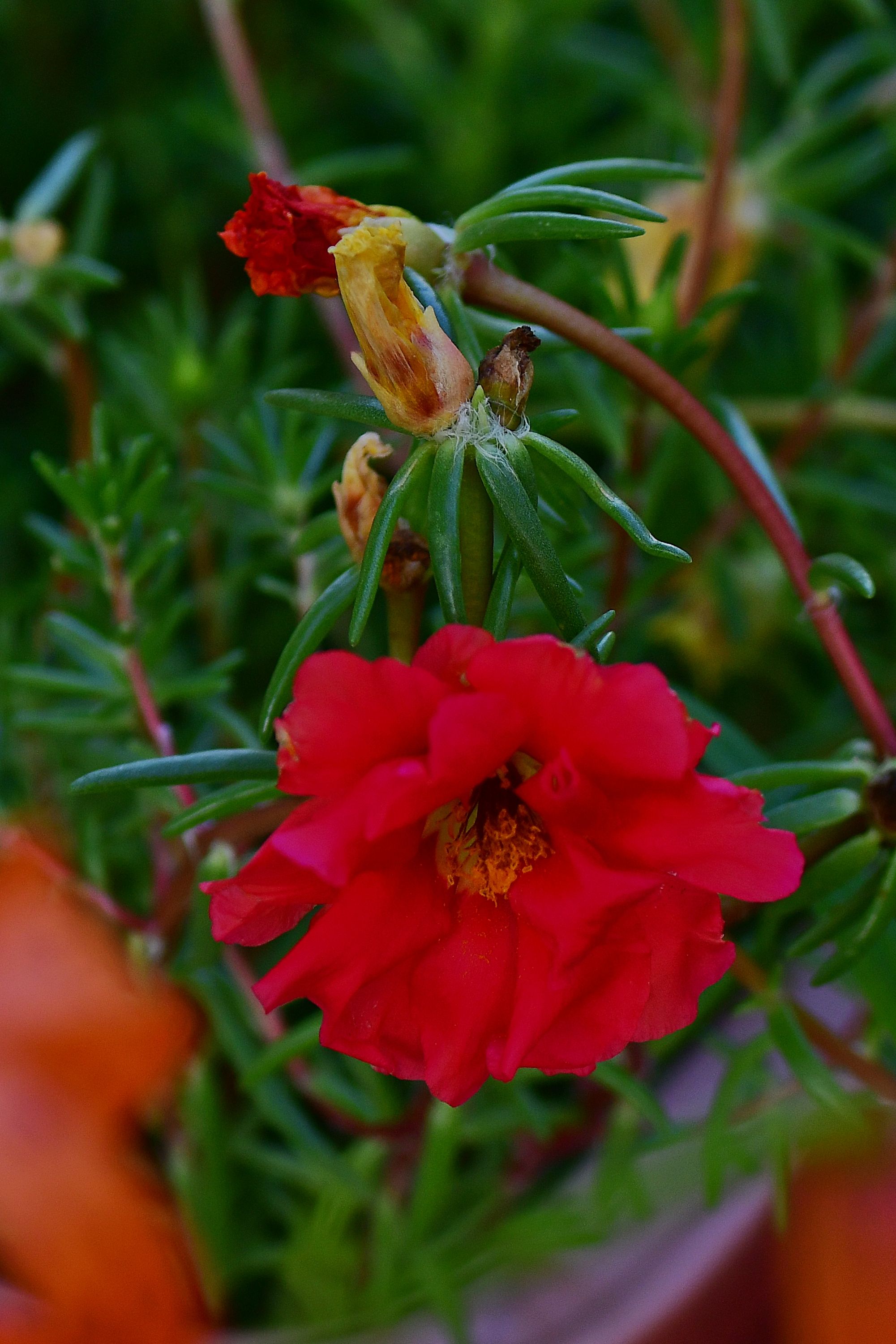 DSC_3158.JPG