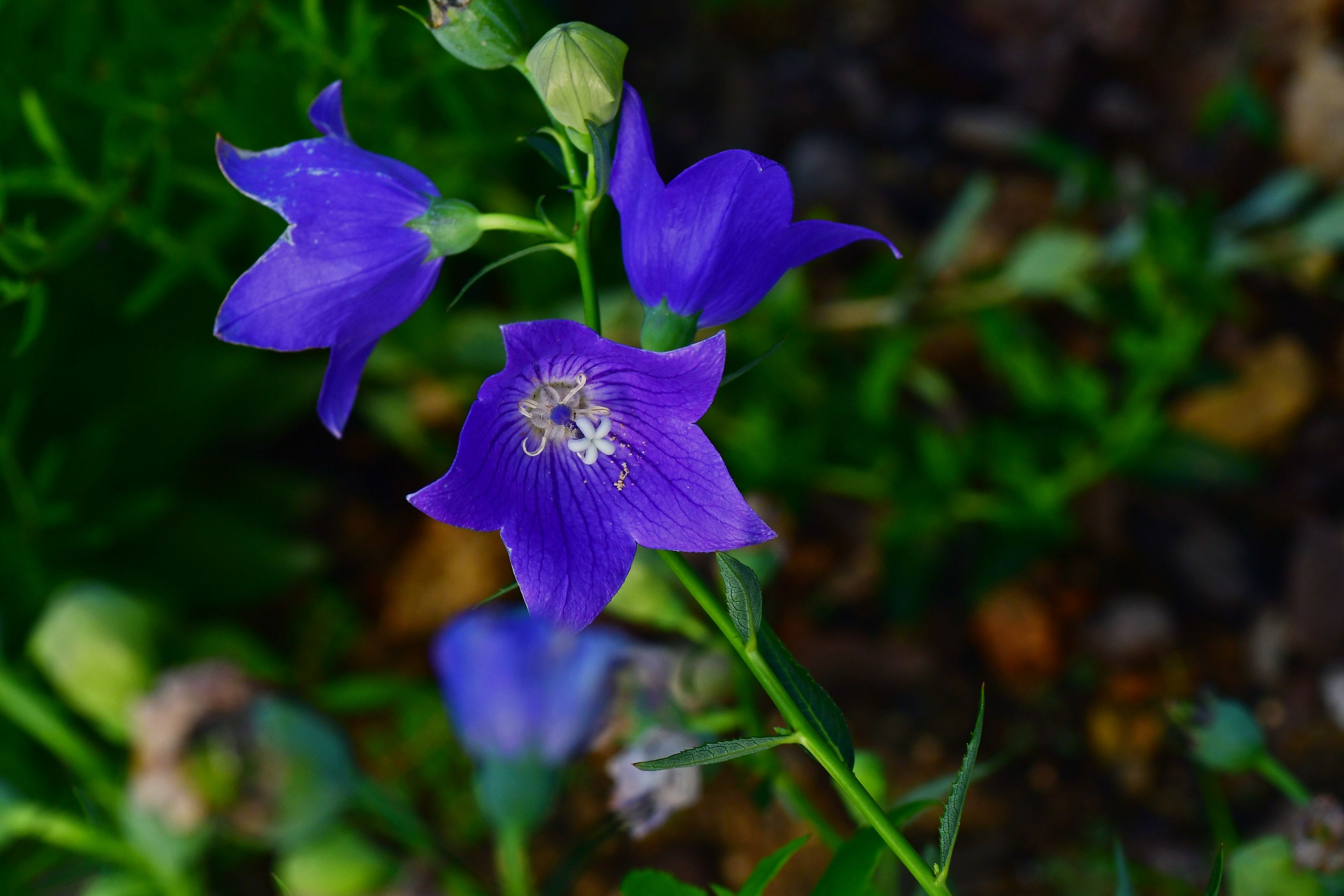 DSC_3132.JPG