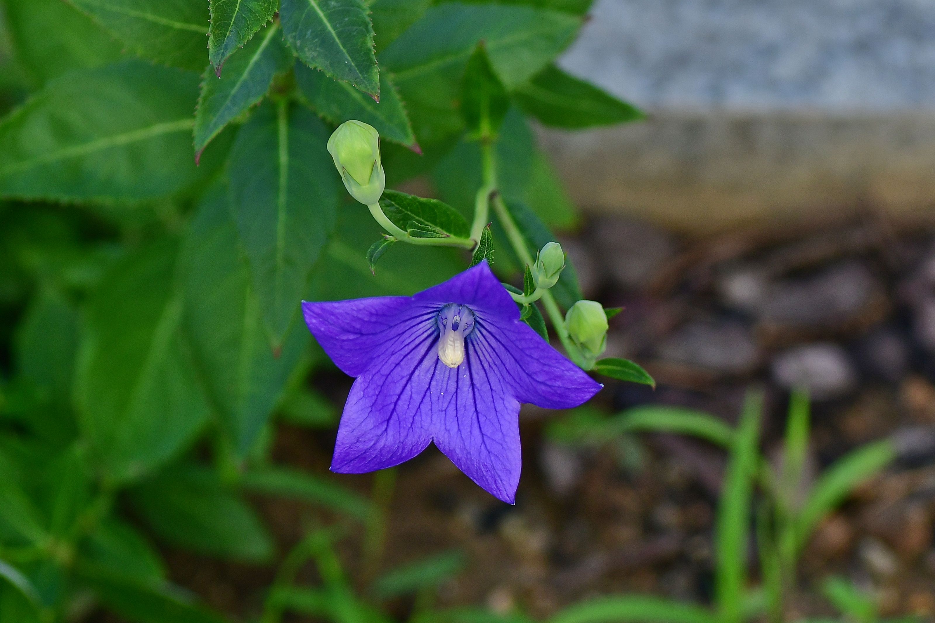 DSC_3134.JPG