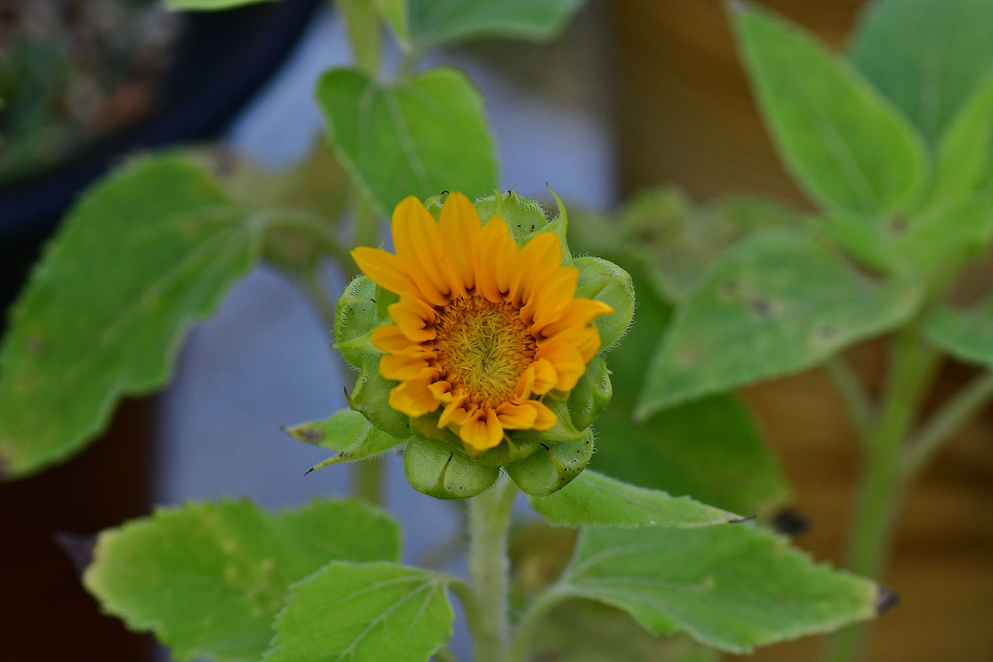 DSC_3145.JPG
