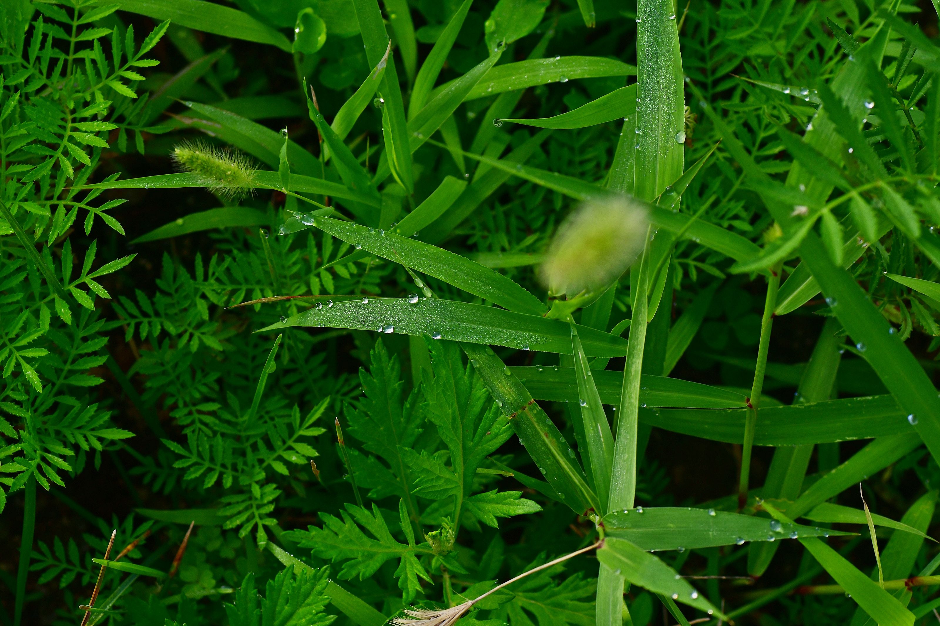 DSC_3130.JPG