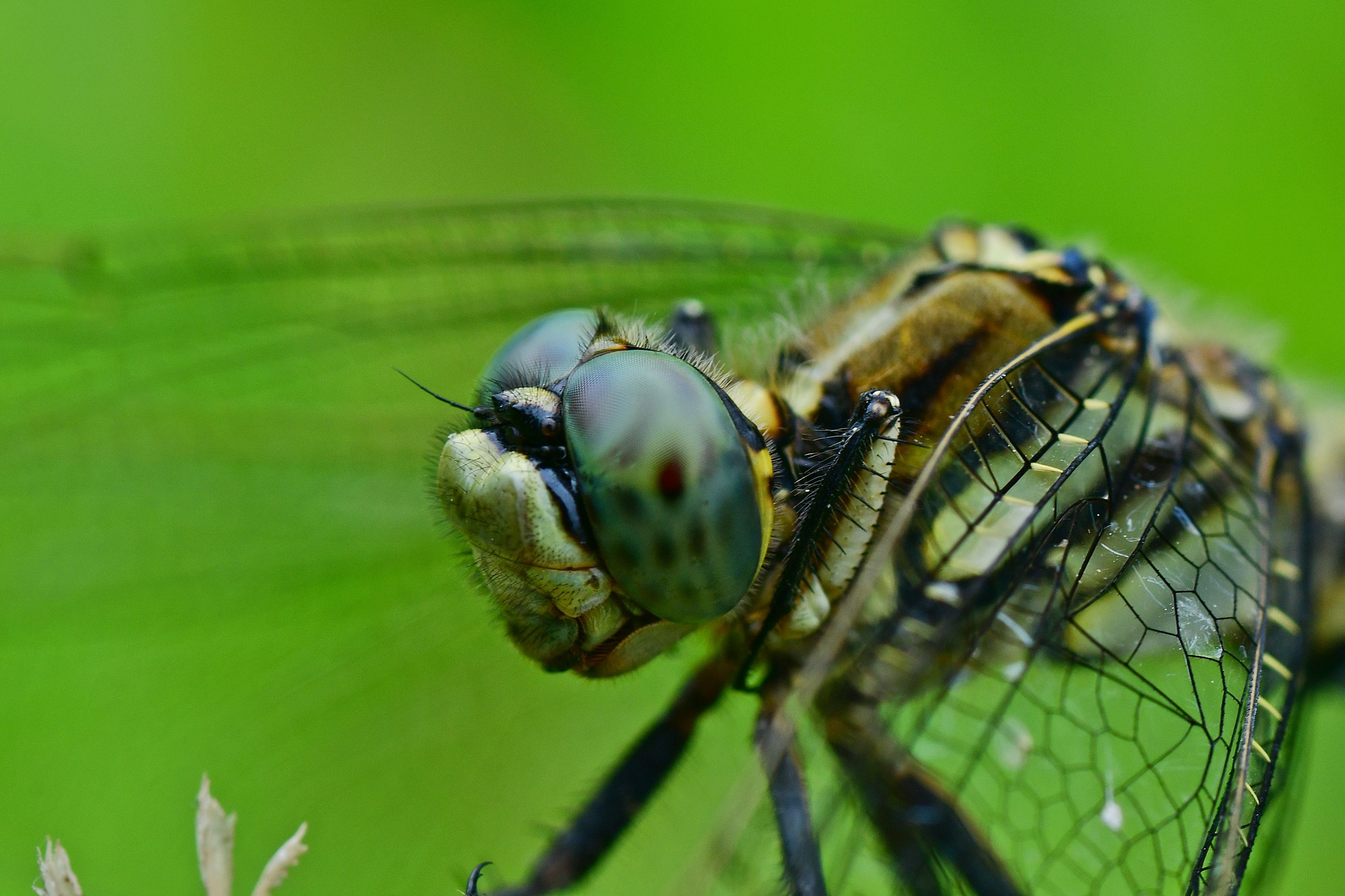DSC_3367.JPG