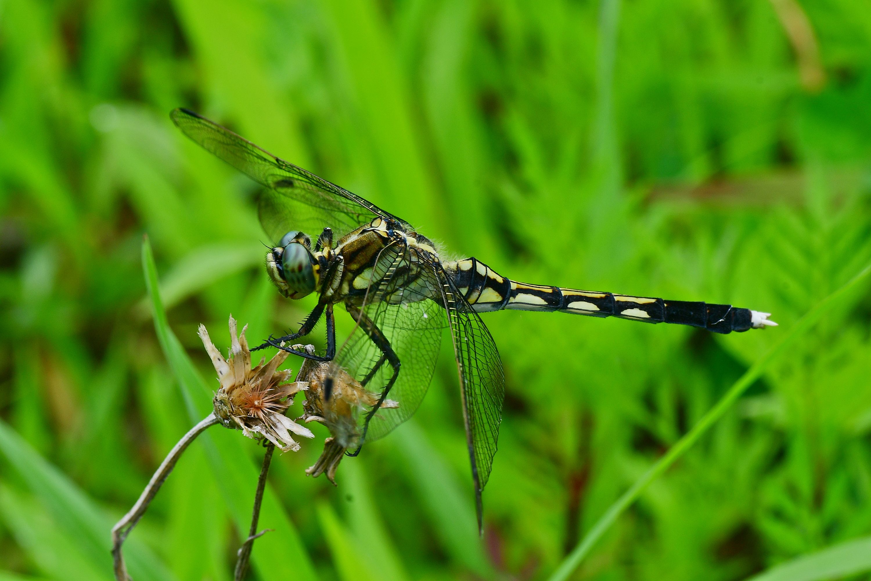 DSC_3338.JPG