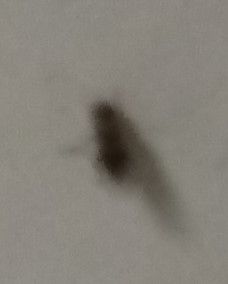bug.jpg