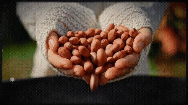 00시종료) 볶은땅콩, 1kg