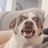 이토콘
