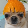 이토콘